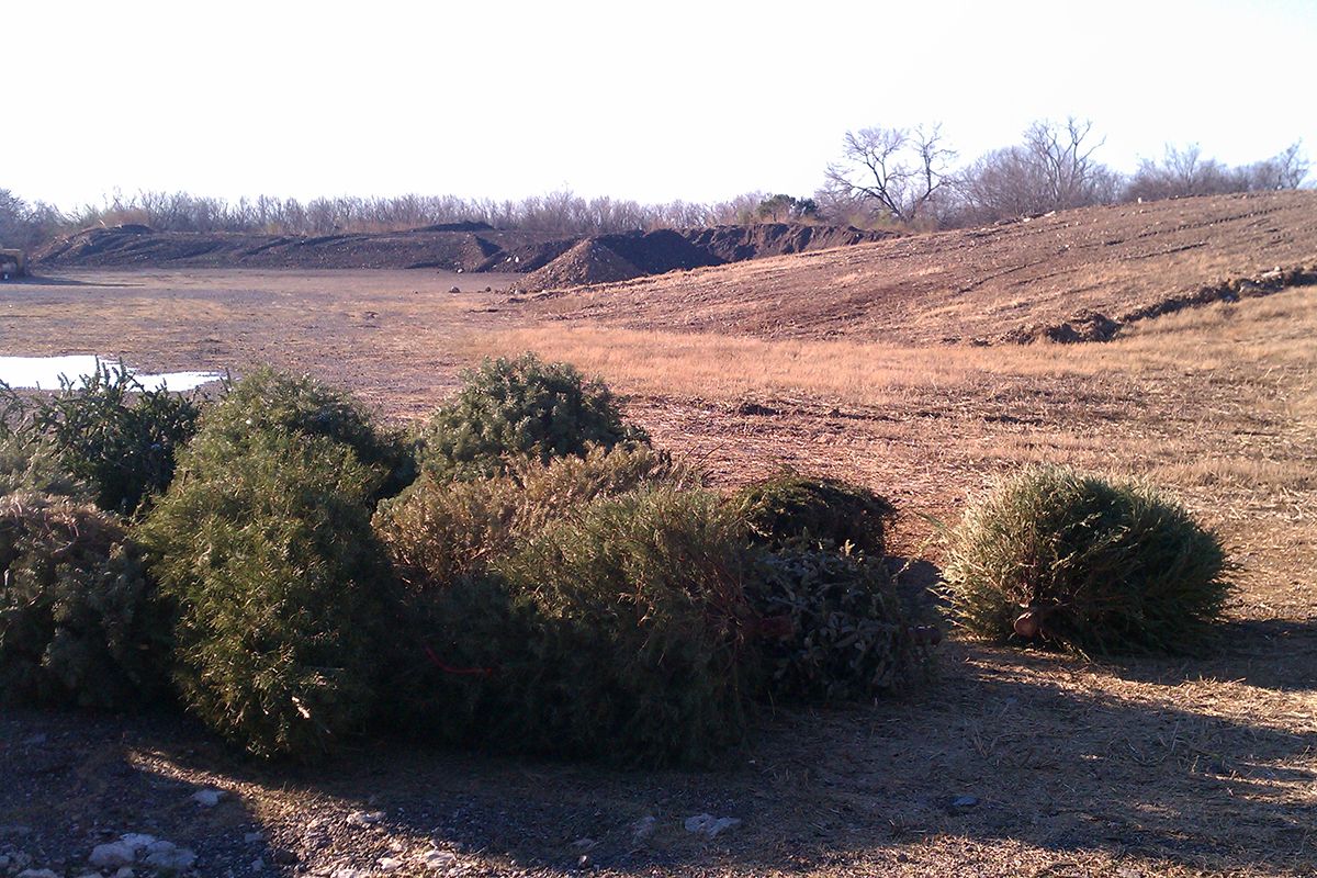 Christmas tree mulching