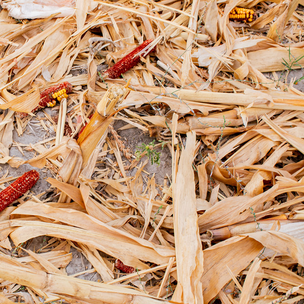 Corn-Husks.jpg