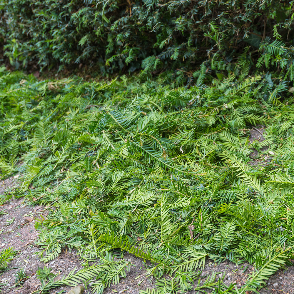 Hedge-Trimmings.jpg
