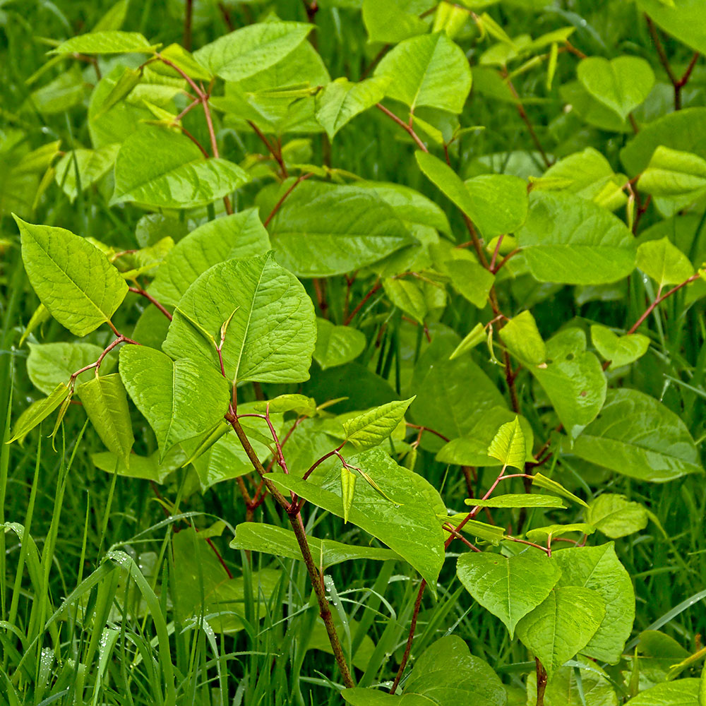 Invasive-Plants.jpg